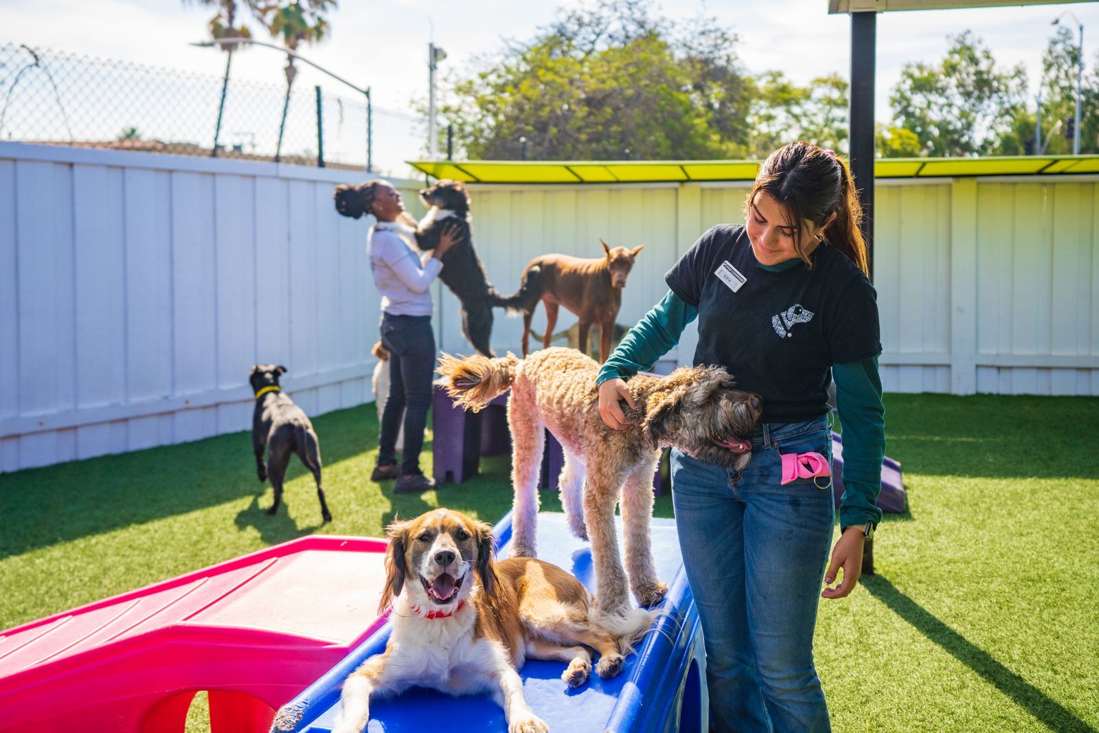 Resort for pups opens in Tucson